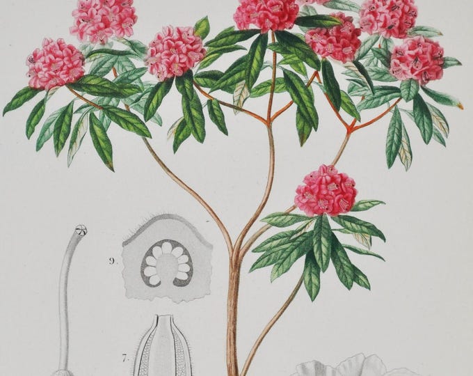 Rhododendron - Hand-colored Original Antique Botanical Print - Orbigny engraving from 1849 (arboreum tree pink green garden burans gurans)