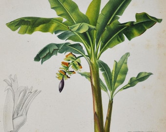 1849 - Banana, Plantain Tree – D'orbigny Natural History Engraving