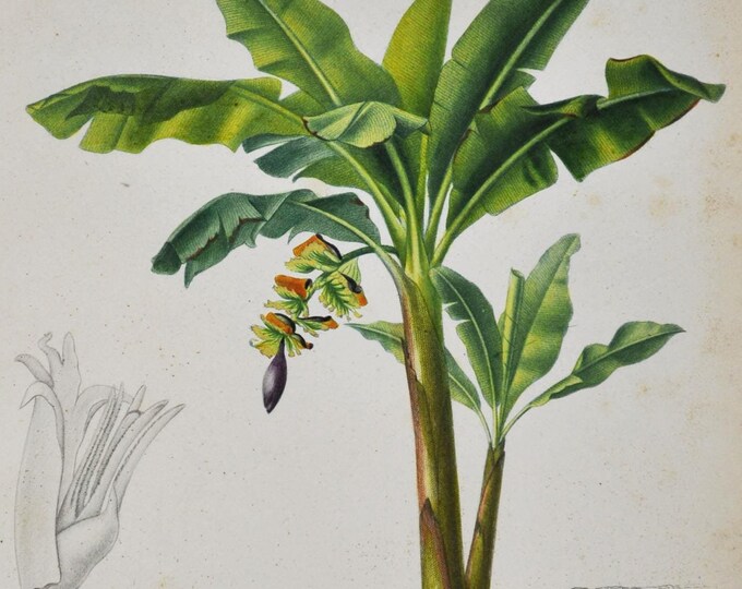Banana Plant - Hand-colored Original Antique Botanical Print - Orbigny engraving 1849 (musa chinensis acuminata southern asia tree perennial