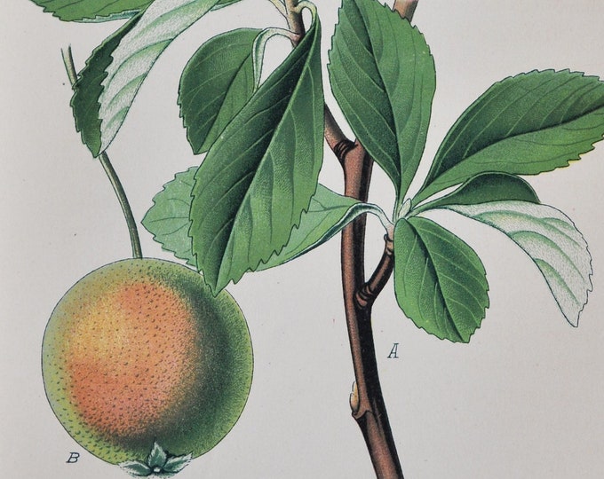 Almond-Leaved Pear Print - Original Antique Botanical Print 1880s - Pirus / Pyrus amygdaliformis (plant flower seed garden tree fruit asia)