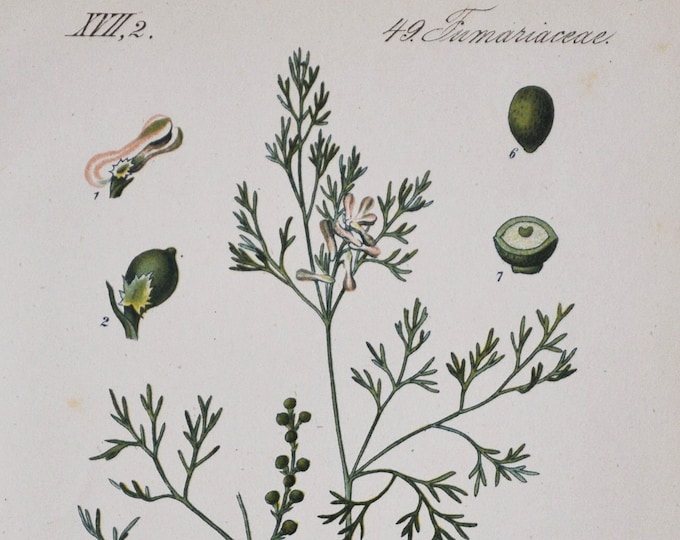 Fineleaf Fumitory Print - Original Antique Botanical Print 1880s - Fumaria parviflora (plant flower seed garden fine-leaved indian alkaloid)