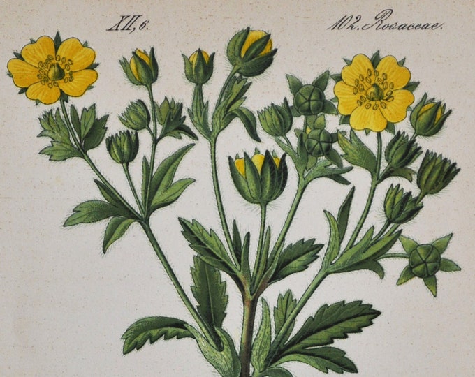 Rough-Fruited Cinquefoil Print - Original Antique Botanical Print 1880s - Potentilla pilosa (plant flower seed rosaceae bush shrub yellow)