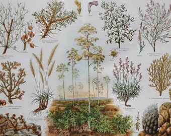 Plants of the Plains - Original Antique Botanical Print - 1906 (Anabasis articulata, tamarix pallasii, Astragalus gummifer, Alhagi maurorum)