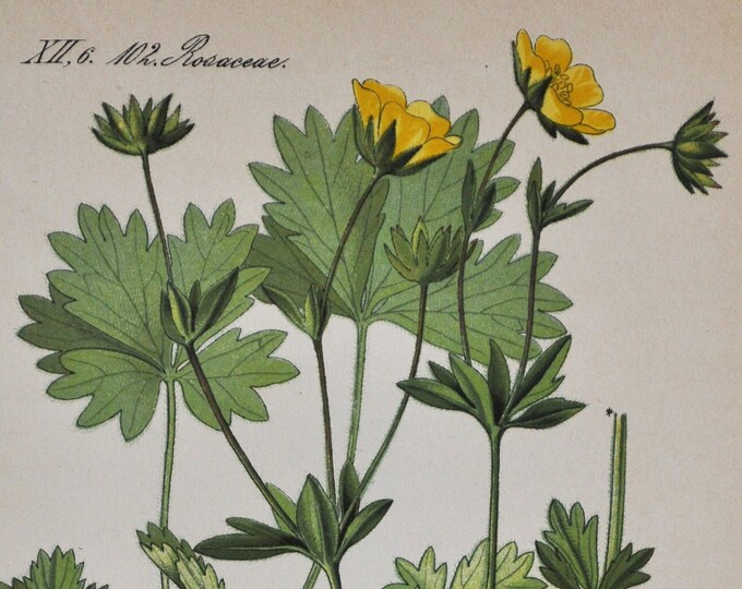 Alpine Cinquefoil Print - Original Antique Botanical Print 1880s - Potentilla salisburgensis (plant flower garden seed rosaceae rose yellow)