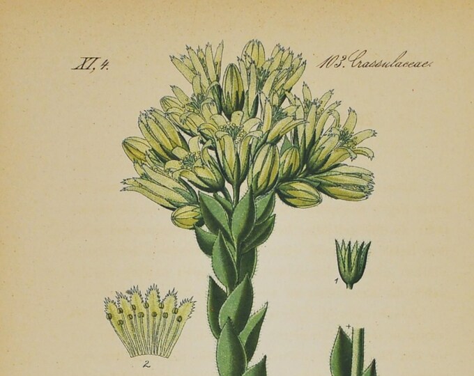 Rolling Hen and Chicks Print - Original Antique Botanical Print 1880s - Sempervivum hirtum (plant, flower, succulent, jovibarba globifera)