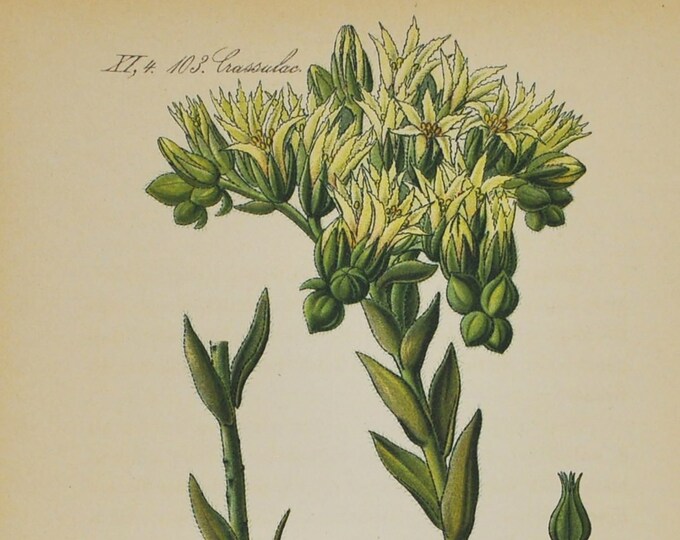 Beard of Jupiter Print - Original Antique Botanical Print 1880s - Sempervivum soboliferum (plant, succulent, hen and chicks, houseleek)