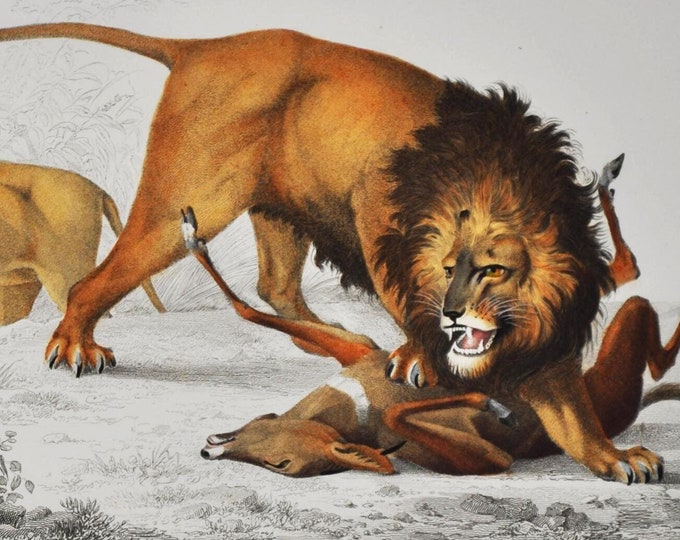 Male Lion - Hand-colored Original Antique Animal Print - Orbigny engraving from 1849 (felis leo, pathera, cat, apex, africa, sahara)