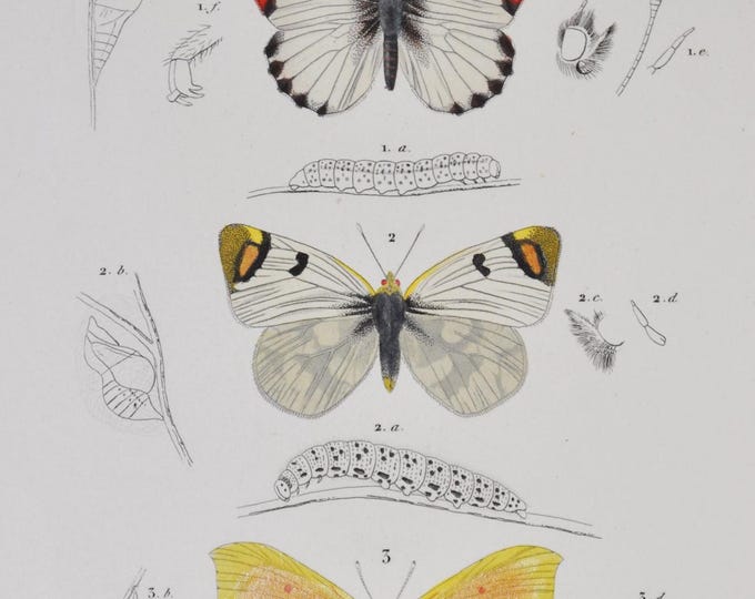 Butterflies - Hand-colored Original Antique Butterfly Print - Orbigny engraving from 1849 (anthocharis cupompe, zegris eupheme, rodocera)