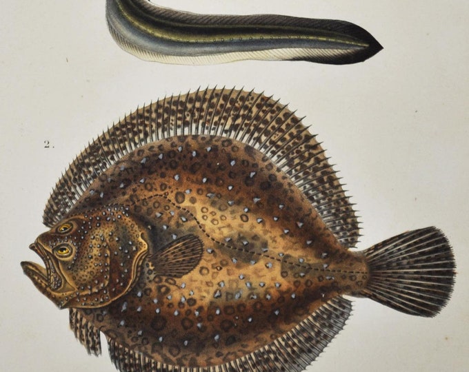 European Eel / Turbot - Hand-colored Original Antique Fish Print - Orbigny engraving from 1849 (Anguilla europea Passer maximus Scophthalmus
