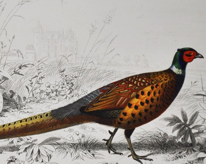 Ring-Necked Pheasant - Hand-colored Original Antique Animal Print - Orbigny engraving from 1849 (phasianus colchicus, bird, game, hunting)