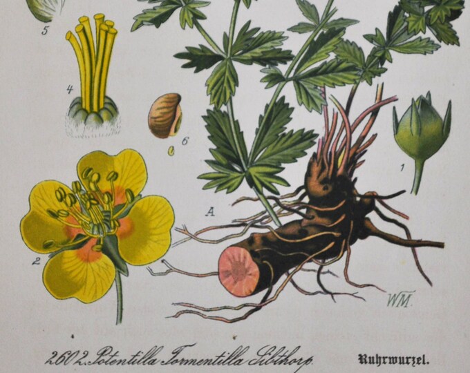 Erect Cinquefoil Print - Original Antique Botanical Print 1880s - Potentilla tormentilla (plant flower rosaceae erecta tormentil septfoil)