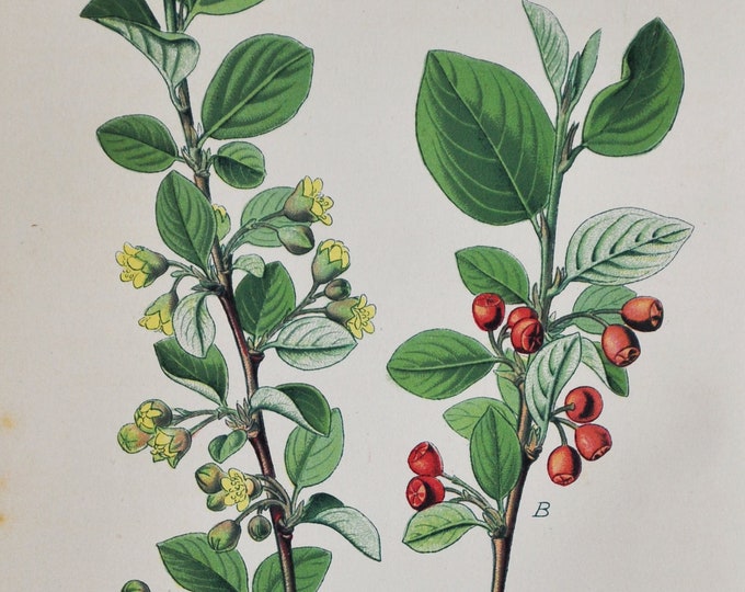 Common Cotoneaster Print - Original Antique Botanical Print 1880s - Cotoneaster vulgaris (plant flower seed garden tree hawthorn red rowan)