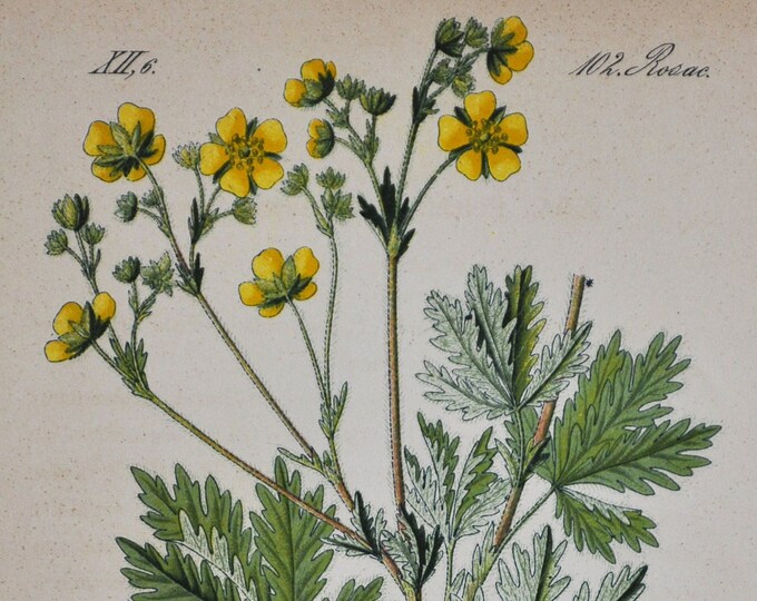 Ashy Cinquefoil Print - Original Antique Botanical Print 1880s - Potentilla canescens (plant flower seed rosaceae bush shrub yellow europe)