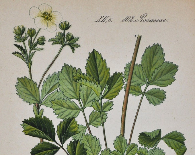 Rock Cinquefoil Print - Original Antique Botanical Print 1880s - Potentilla rupestris (plant flower seed rosaceae bush shrub garden white)