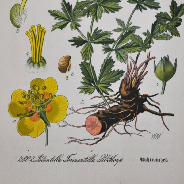 Erect Cinquefoil Print - Original Antique Botanical Print 1880s - Potentilla tormentilla (plant flower rosaceae erecta tormentil septfoil)