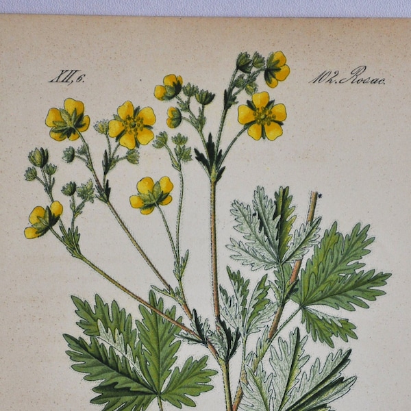 Ashy Cinquefoil Print - Original Antique Botanical Print 1880s - Potentilla canescens (plant flower seed rosaceae bush shrub yellow europe)