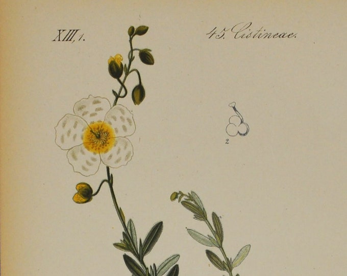 White Rock-Rose Print - Original Antique Botanical Print 1880s - Helianthemum polifolium (plant, flower, seed, cistaceae, cistus, apenninum)
