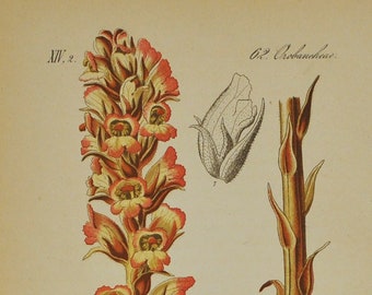 Barberry Broomrape Print - Original Antique Botanical Print 1880s - Orobanche lucorum (plant, flower, seed, broom-rape, lamiales, parasitic)