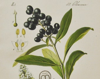 Wild Privet Print - Original Antique Botanical Print 1880s - Ligustrum vulgare (plant flower garden seed european common oleaceae black)