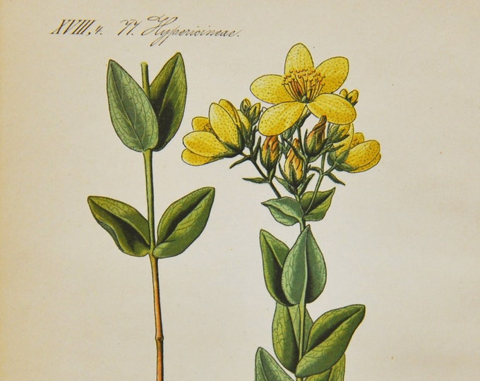 Alpine St John's-Wort Print - Original Antique Botanical Print 1880s - Hypericum richeri (plant flower yellow hypericaceae perennial herb)