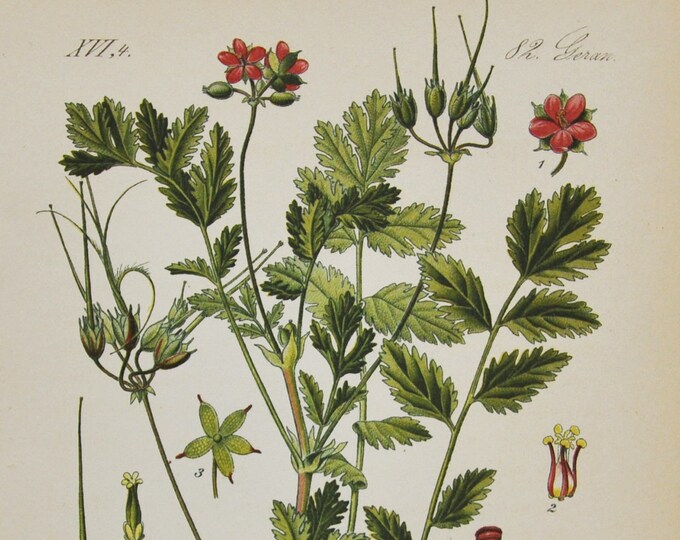 Musk Stork's-Bill Print - Original Antique Botanical Print 1880s - Erodium moschatum (plant flower seed garden whitestem filaree purple red)