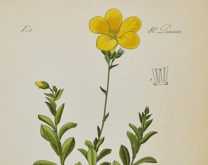 Golden Flax Print - Original Antique Botanical Print 1880s - Linum flavum (plant flower garden seed wildflower wild europe yellow pure)