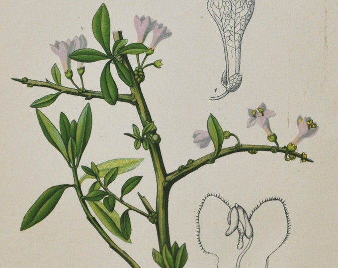 European Boxthorn Print - Original Antique Botanical Print 1880s - Lycium europaeum (plant flower garden seed box thorn shrub desert-thorn)