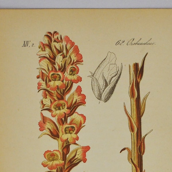 Barberry Broomrape Print - Original Antique Botanical Print 1880s - Orobanche lucorum (plant, flower, seed, broom-rape, lamiales, parasitic)