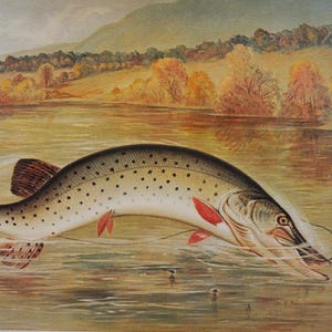 May include: A vintage-style print featuring a spotted muskellunge fish leaping from a river. The background shows autumn trees and rolling hills. The text below the fish reads Muskellunge, with smaller text at the bottom edge.