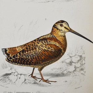 Chorlito egipcio / Chocha perdiz euroasiática - Grabado antiguo original de pájaro coloreado a mano - Grabado de Orbigny de 1849 (cocodrilo, pluvianus, scolopax
