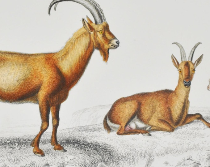Wild Goat - Hand-colored Original Antique Animal Print - Orbigny engraving from 1849 (capra aegagrus, bovidae, caucasus / taurus mountains)