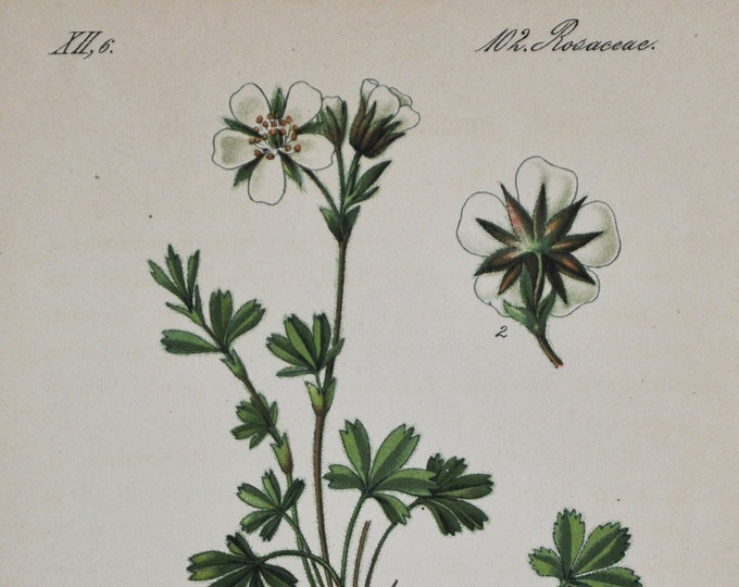 Clusius Cinquefoil Print - Original Antique Botanical Print 1880s - Potentilla clusiana (plant flower garden seed rosaceae rose white green)
