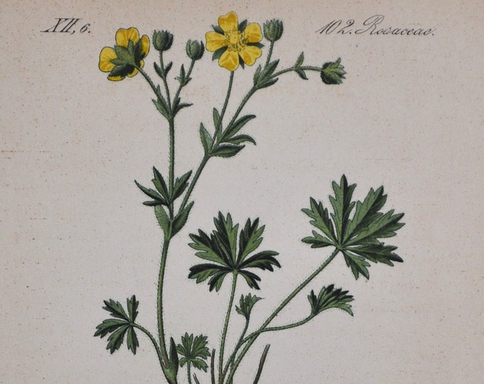 Potentilla Patula Print - Original Antique Botanical Print 1880s - Potentilla patula (plant flower seed rosaceae yellow cinquefoil yellow)