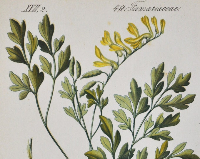 White / Yellow Corydalis Print - Original Antique Botanical Print 1880s - Corydalis ochroleuca (plant flower seed garden perennial europe)