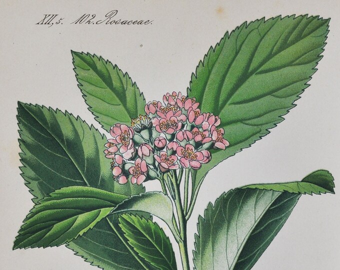 Dwarf Whitebeam Print - Original Antique Botanical Print 1880s - Sorbus chamaemespilus (plant flower seed garden false medlar fruit europe)
