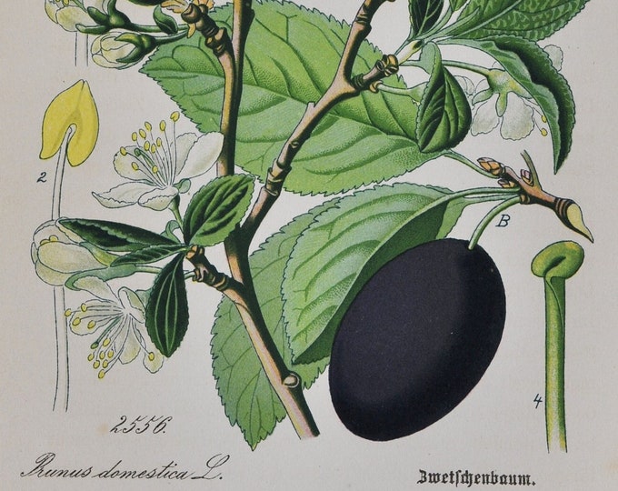 Common Plum Print - Original Antique Botanical Print 1880s - Prunus domestica (plant flower seed garden tree white blossom rosaceae fruit)