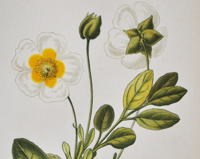 Sage-Leaved Rock-Rose Print - Original Antique Botanical Print 1880s - Cistus salviifolius (plant flower garden salvia cistus Gallipoli)