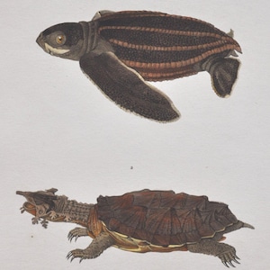 以下が含まれることがあります： 「RÈGNE ANIMAL」と題されたヴィンテージの動物学プリント。2種類のカメのイラストが描かれています。上部にはダークブラウンのオサガメ、下部には質感のある甲羅を持つブラウンのマタマタが描かれています。