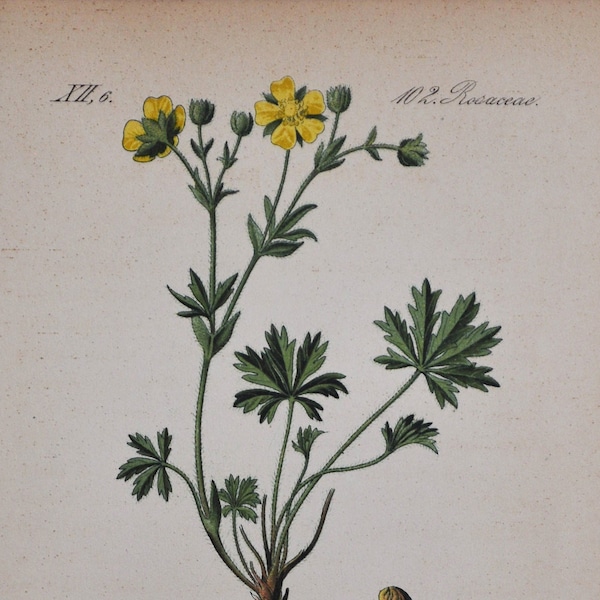 Potentilla Patula Print - Original Antique Botanical Print 1880s - Potentilla patula (plant flower seed rosaceae yellow cinquefoil yellow)