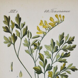 White / Yellow Corydalis Print - Original Antique Botanical Print 1880s - Corydalis ochroleuca (plant flower seed garden perennial europe)