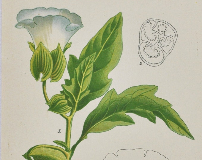 Apple-of-Peru Print - Original Antique Botanical Print 1880s - Nicandra physalodes (plant flower garden shoo-fly blue solanaceae nightshade)