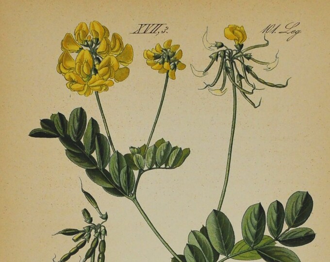 Mountain Crown Vetch Print - Original Antique Botanical Print 1880s - Coronilla montana (plant, flower, seed, legume, pea, crownvetch)