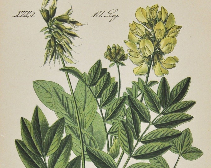 Yellow Alpine Milkvetch Print - Original Antique Botanical Print 1880s - Phaca frigida (plant flower seed europe wildflower wild milk vetch)