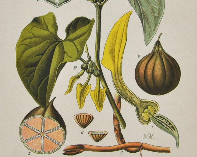 European Birthwort Print - Original Antique Botanical Print 1880s - Aristolochia clematitis (plant flower garden seed yellow poison balkan)