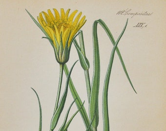 Eastern Goat's-Beard Print - Original Antique Botanical Print 1880s - Tragopogon orientalis (plant flower seed dandelion goatsbeard salsify)