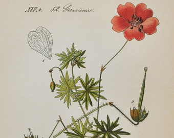 Bloody Crane's-Bill Print - Original Antique Botanical Print 1880s - Geranium sanguineum (plant flower garden cranesbill northumberland)