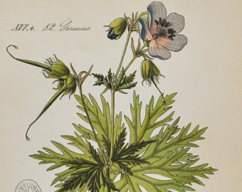 Meadow Crane's-Bill Print - Original Antique Botanical Print 1880s - Geranium pratense (plant flower garden seed wildflower cranesbill asia)