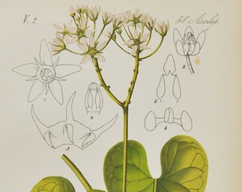Stranglewort Print - Original Antique Botanical Print 1880s - Cynanchum acutum (plant flower garden seed climbing vine swallowwort europe)