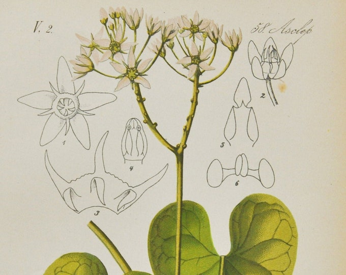Stranglewort Print - Original Antique Botanical Print 1880s - Cynanchum acutum (plant flower garden seed climbing vine swallowwort europe)