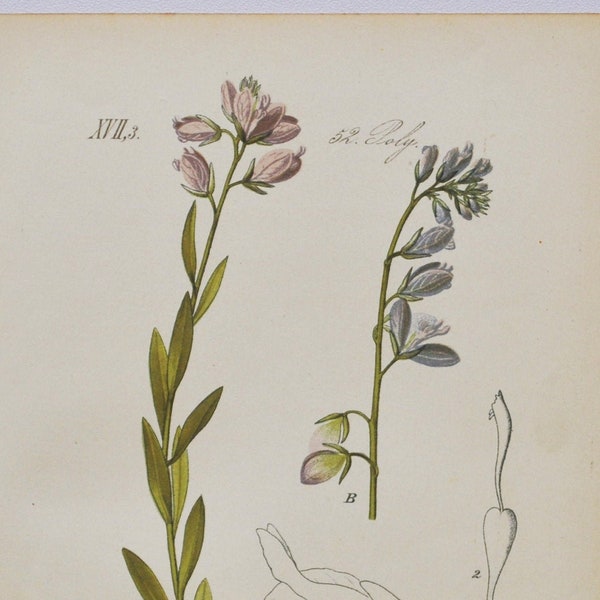 Nice Milkwort Print - Original Antique Botanical Print 1880s - Polygala nicaeensis (plantenbloem tuinzaad polygalaceae snakeroots paars)